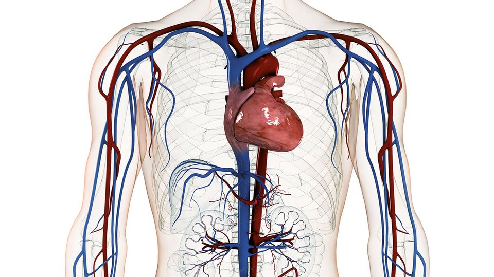 Computergrafik des Blutkreislaufs und der Gefäße des Menschen - zu sehen ist der Auschnitt, wecher Brustkorb und Herz miteinschließt