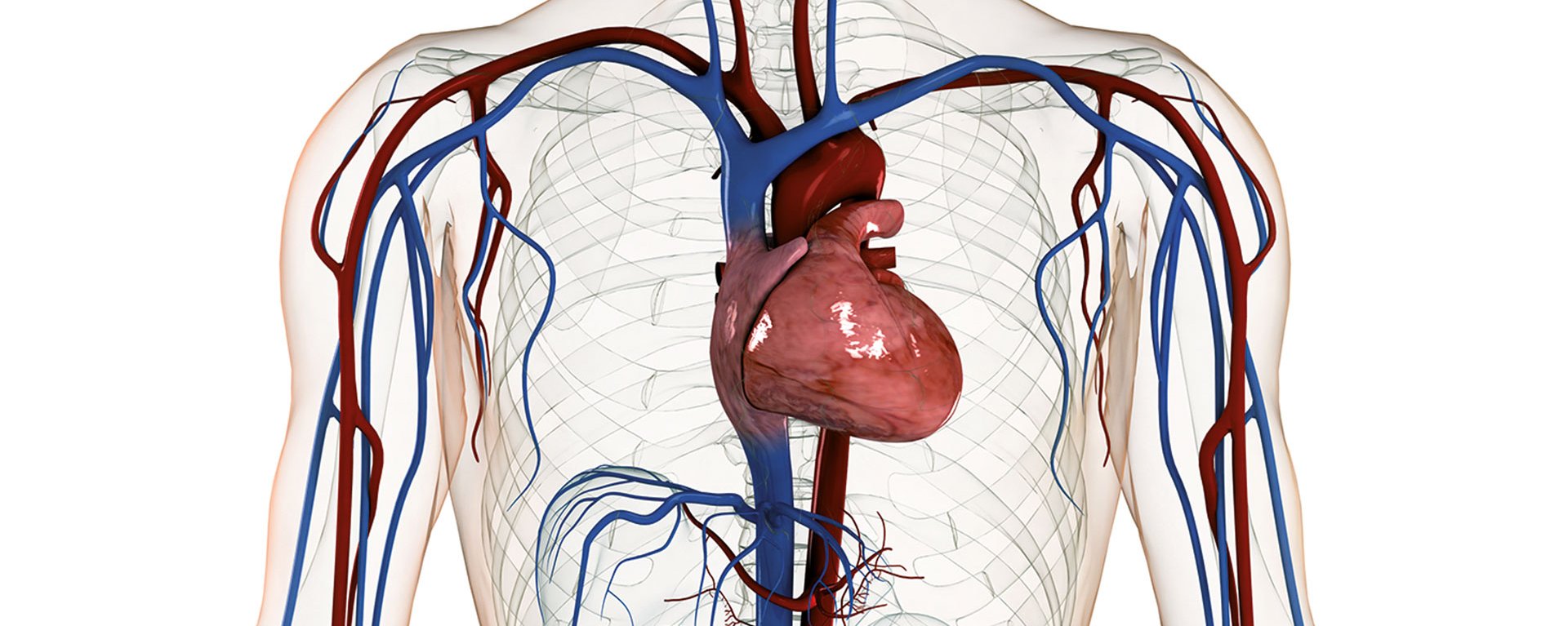 Computergrafik des Blutkreislaufs und der Gefäße des Menschen - zu sehen ist der Auschnitt, wecher Brustkorb und Herz miteinschließt